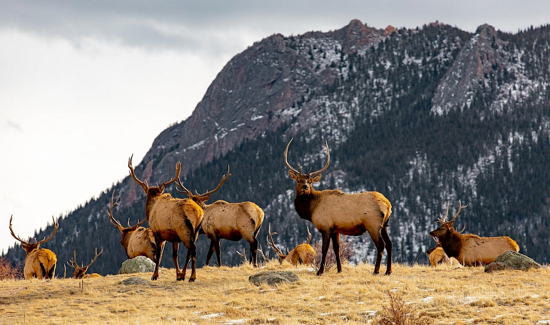 There is a plethora of roaming wildlife available to view in Colorado.
