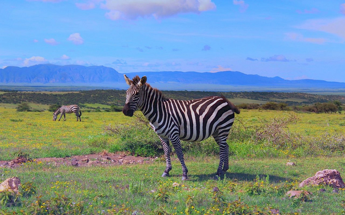Ngorongoro Crater is one of the most expansive parks to safari in.