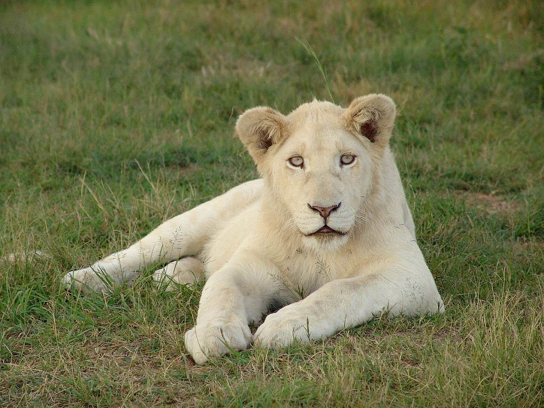Seeing White Lions is a rare encounter only to be found in Kruger National Park.
