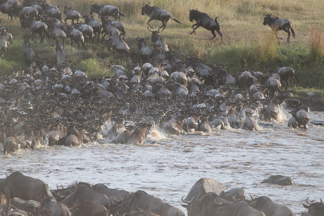 The annual Wildebeest migration is one of the greatest wildlife events on Earth.