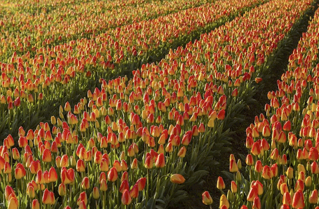 Fields and fields of Tulips as far as the eye can see.