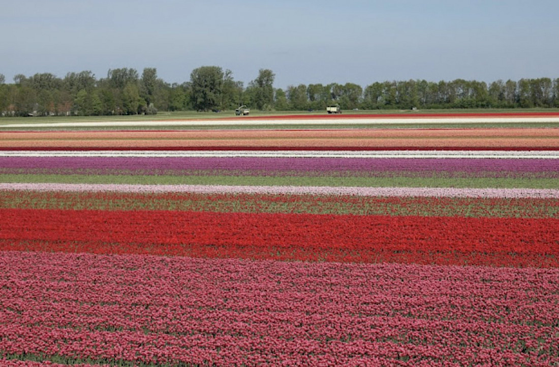 A sea of color when Spring arrives in Holland.