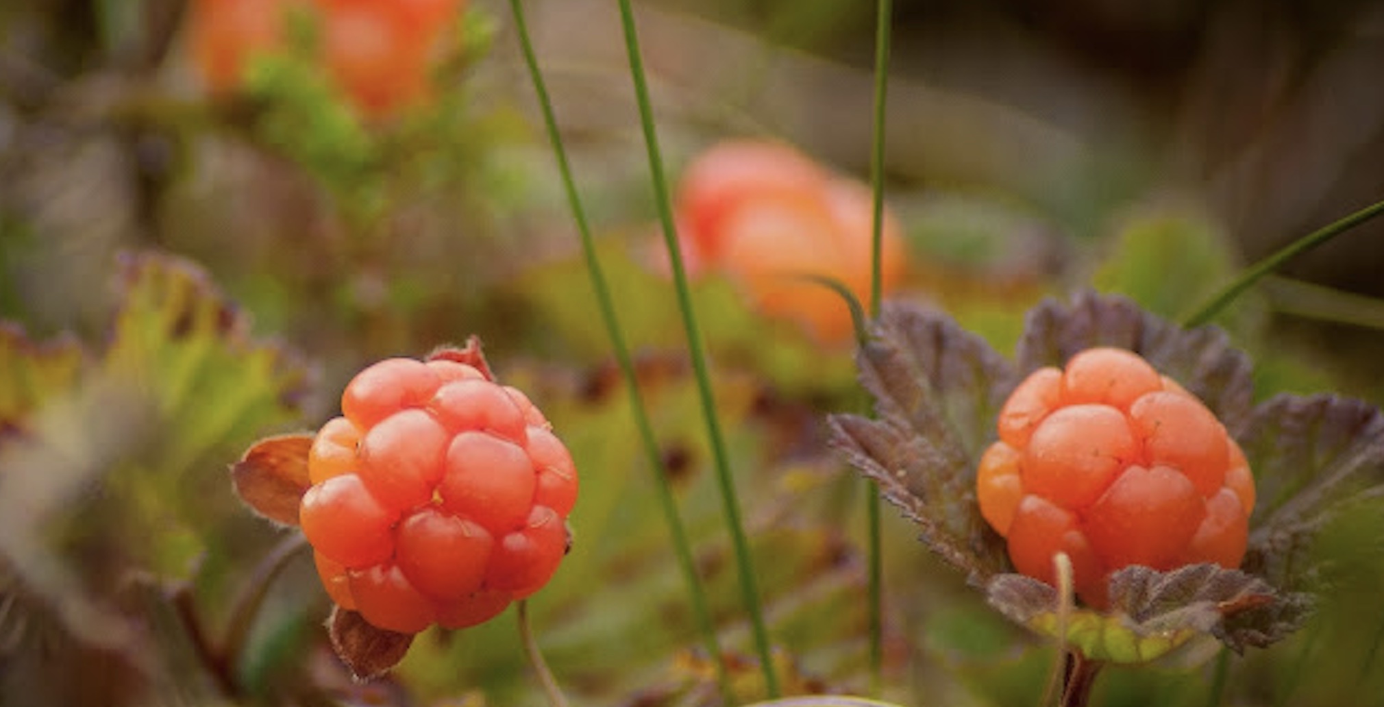 Cloudberries are a sweet Arctic treat.