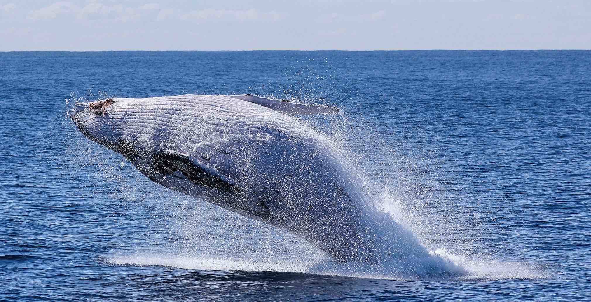 Bountiful wildlife up close and personal in the wilds of Alaska.