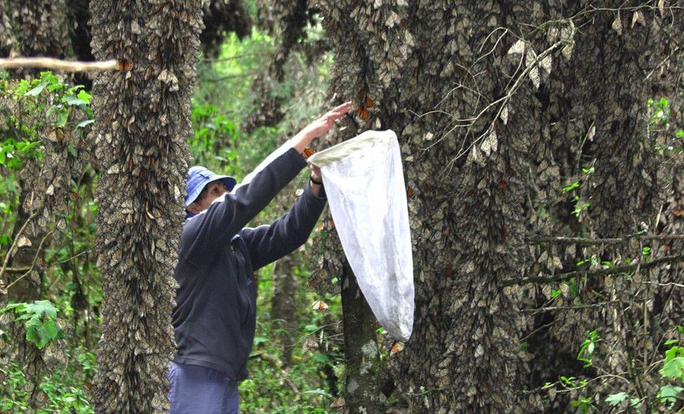 A reserve conservationist attends to a few of the millions of Monarch Butterflies in the reserve.