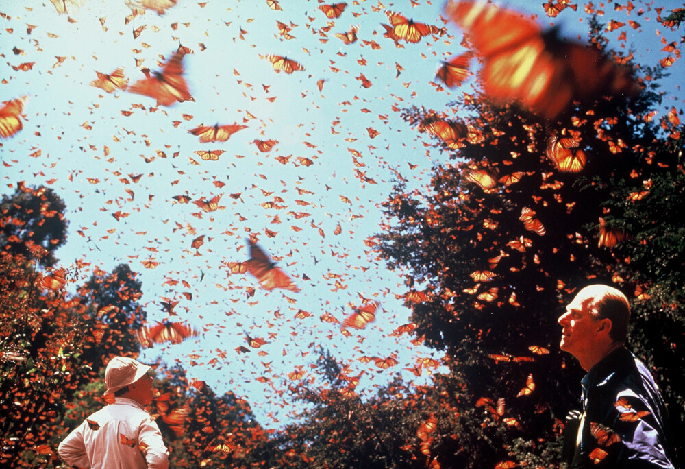 One of the world's most spectacular natural phenomenons is the Monarch Butterfly migration to Mexico.