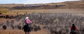 Snapshot: The Great Buffalo Round-Up in the Black Hills
