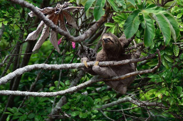 tropical rainforest sloth
